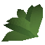 OSR Irit leaf