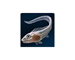 Small Crescent Saberfish 20