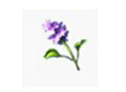Water Hyacinth*100