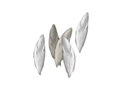 Silverhawk feathers